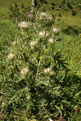 image Cardo lanudo (Cirsium eriophorum)