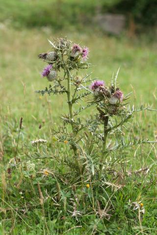 image Cardo lanudo (Cirsium eriophorum)