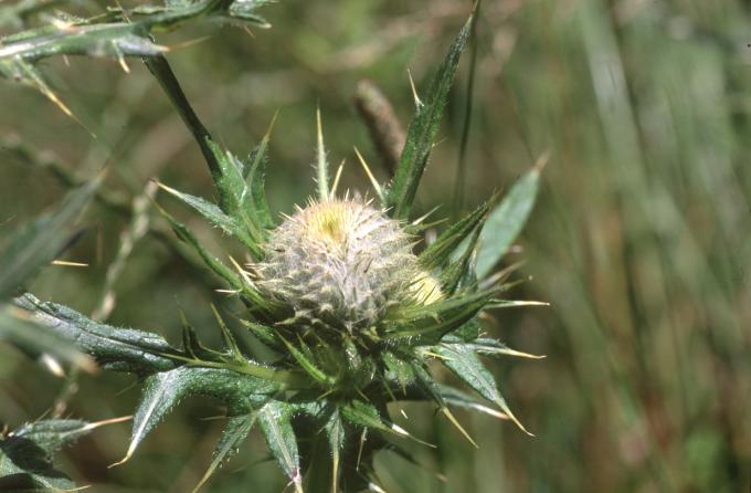 image Cardo lanudo (Cirsium eriophorum)