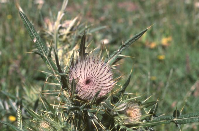 image Cardo lanudo (Cirsium eriophorum)