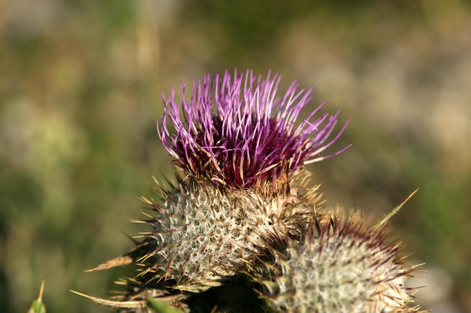 image Cardo lanudo (Cirsium eriophorum)