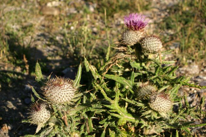 image Cardo lanudo (Cirsium eriophorum)