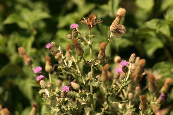 image Cardo (Cirsium monspessulanum)
