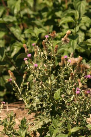 image Cardo (Cirsium monspessulanum)