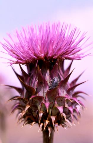 image Alcachofilla (Cynara humilis)