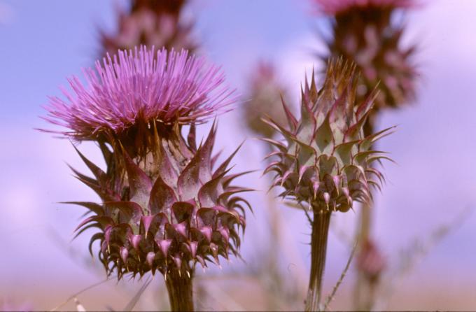 image Alcachofilla (Cynara humilis)