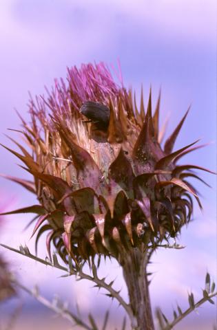 image Alcachofilla (Cynara humilis)