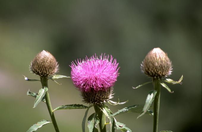 image Serrátula centaúrea (Leuzea centauroides)