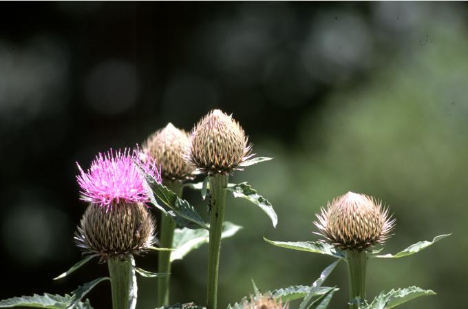 image Serrátula centáurea (Leuzea centauroides)