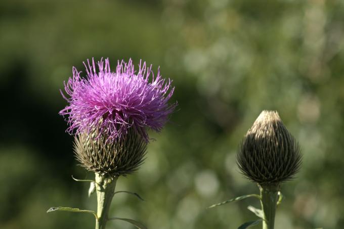 image Serrátula centáurea (Leuzea centauroides)
