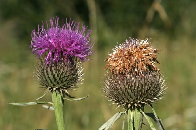 image Serrátula centáurea (Leuzea centauroides)