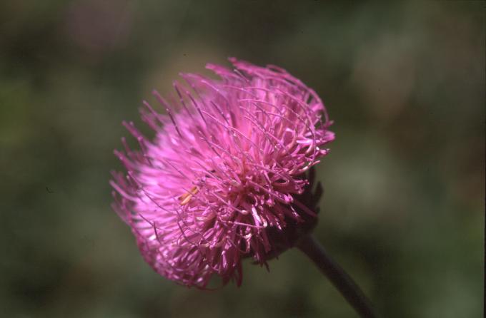 image Serrátula centáurea (Leuzea centauroides)