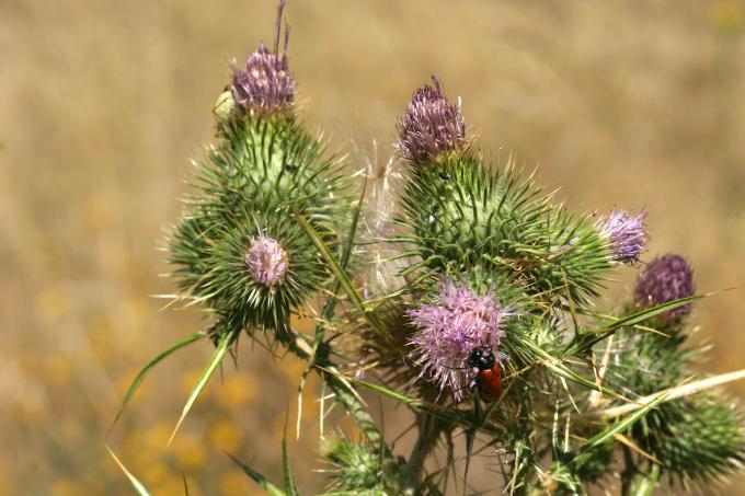 image Cardo del demonio (Onopordum illyricum)