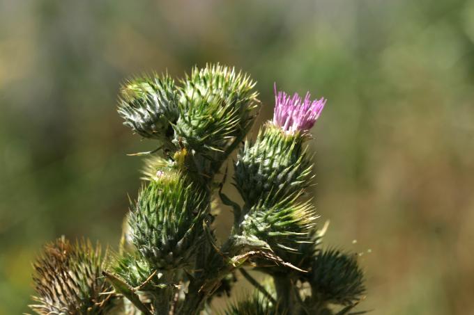 image Cardo del demonio (Onopordum illyricum)