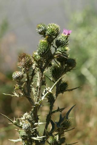 image Cardo del demonio (Onopordum illyricum)