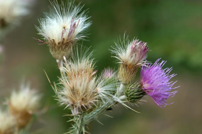 image Cardo (Notobasis syriaca)
