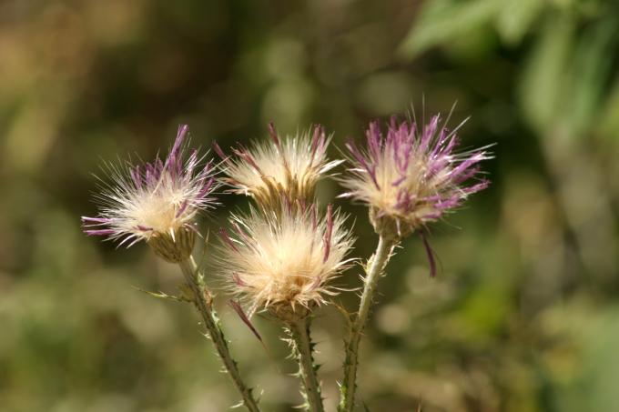 image Cardo (Notobasis syriaca)