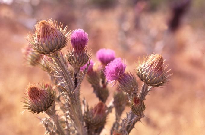 image Toba (Onopordum acanthium)
