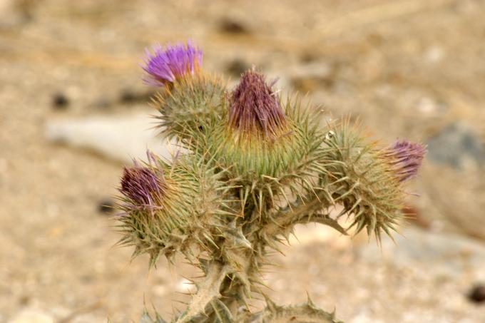 image Toba (Onopordum acanthium)