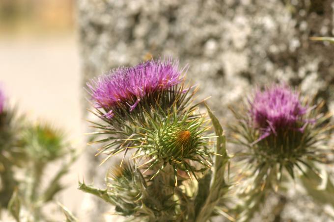 image Toba (Onopordum acanthium)