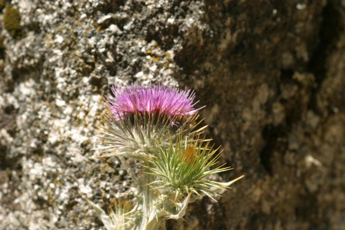 image Toba (Onopordum acanthium)