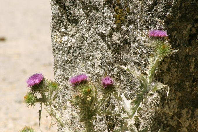 image Toba (Onopordum acanthium)