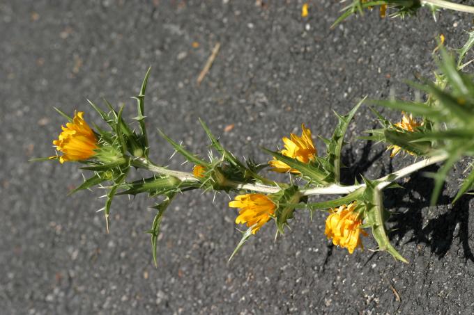 image Cardillo bravío (Scolymus hispanicus)