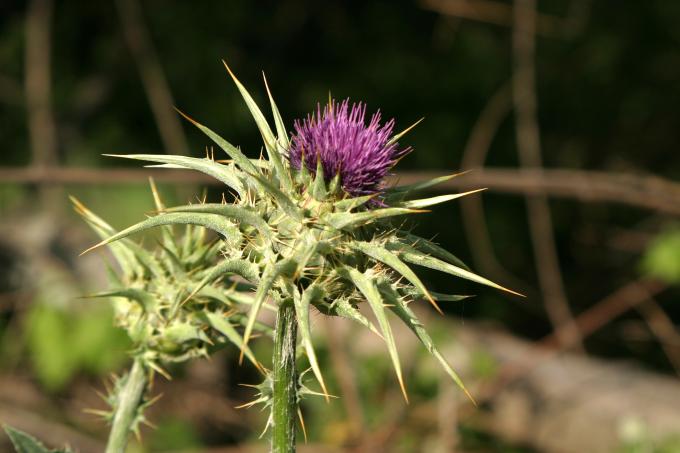 image Cardo mariano o borriquero (Silybum marianum)