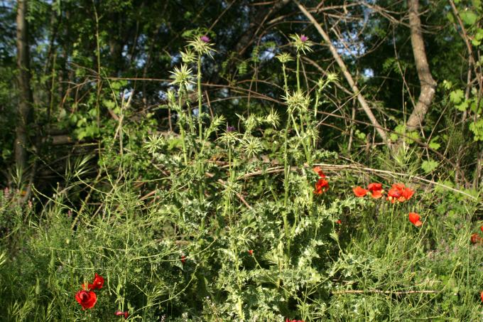image Cardo mariano o borriquero (Silybum marianum)