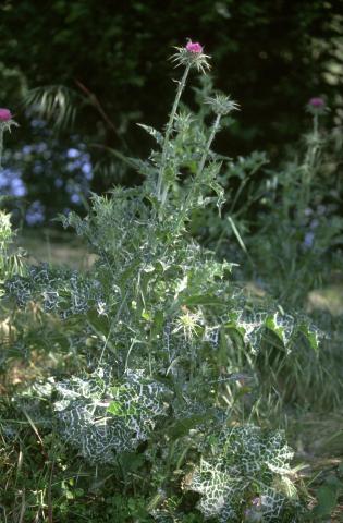 image Cardo mariano o borriquero (Silybum marianum)