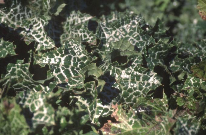 image Cardo mariano o borriquero (Silybum marianum)