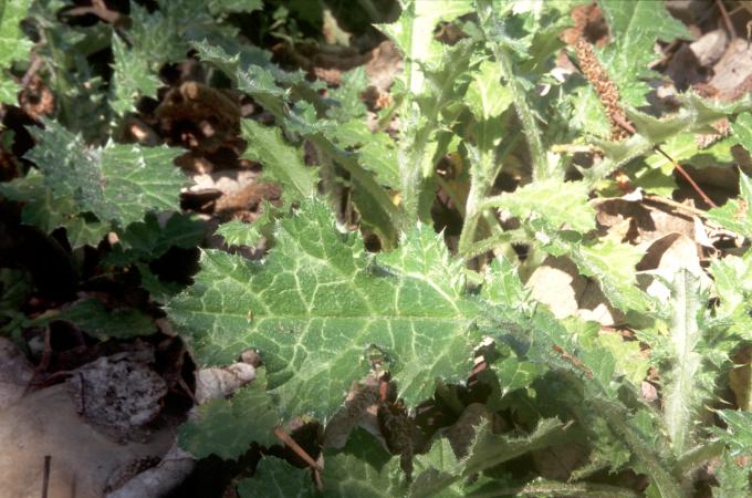 image Cardo mariano o borriquero (Silybum marianum)