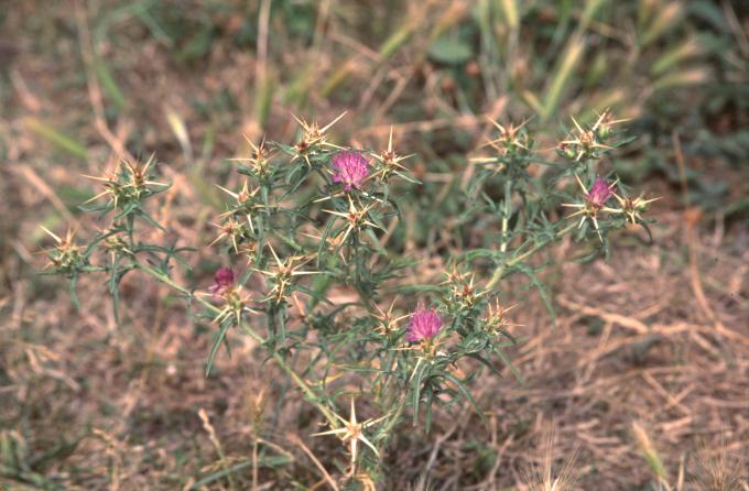 image Trepacaballos o Cardo estrellado (Centaurea calcitrapa)