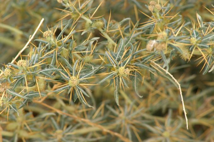 image Arrancamoños (Xanthium spinosum)
