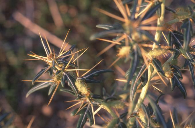 image Arrancamoños (Xanthium spinosum)