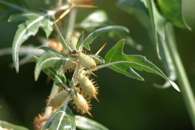 image Arrancamoños (Xanthium spinosum)