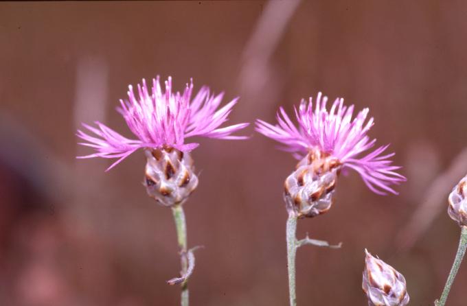image Centaurea alba