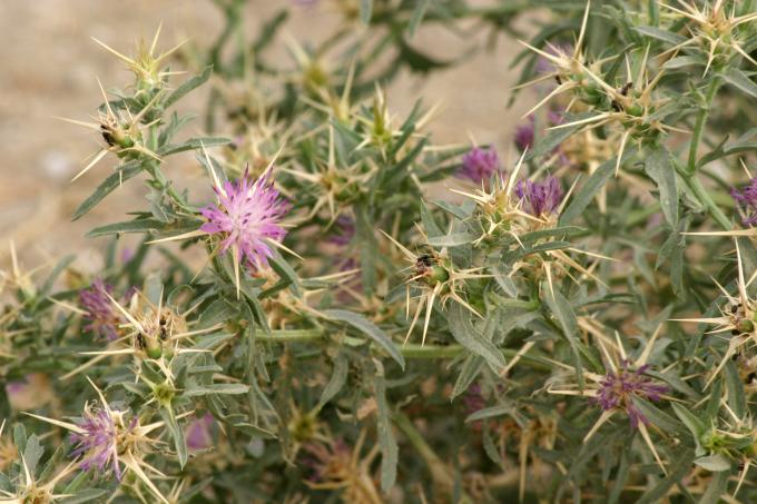 image Trepacaballos o Cardo estrellado (Centaurea calcitrapa)