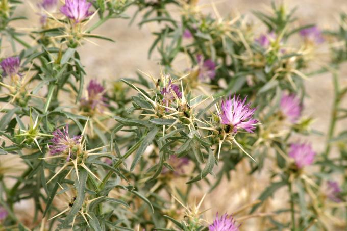 image Trepacaballos o Cardo estrellado (Centaurea calcitrapa)