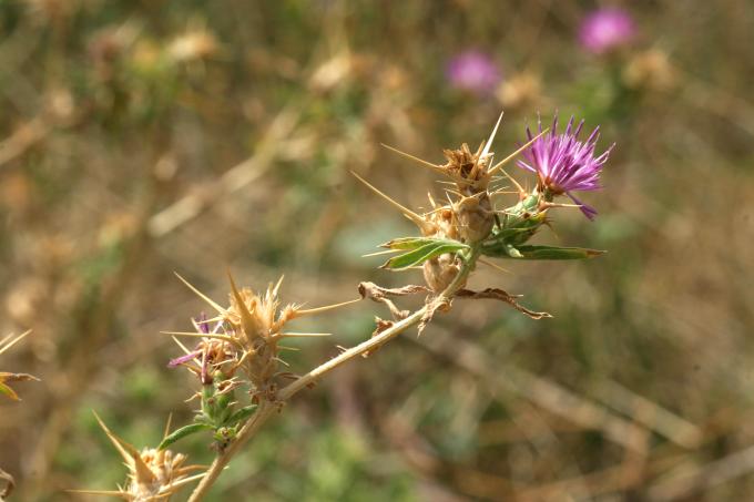 image Trepacaballos o Cardo estrellado (Centaurea calcitrapa)
