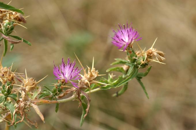 image Trepacaballos o Cardo estrellado (Centaurea calcitrapa)