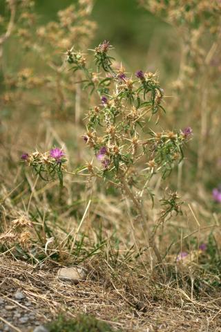 image Trepacaballos o Cardo estrellado (Centaurea calcitrapa)