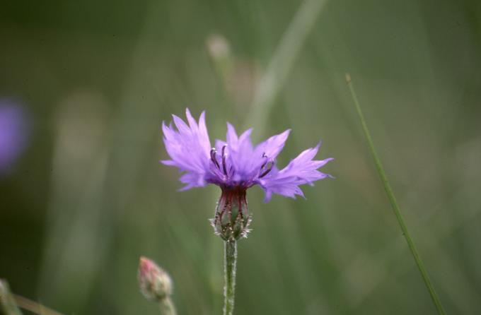 image Azulejo o Aciano (Centaurea cyanus)