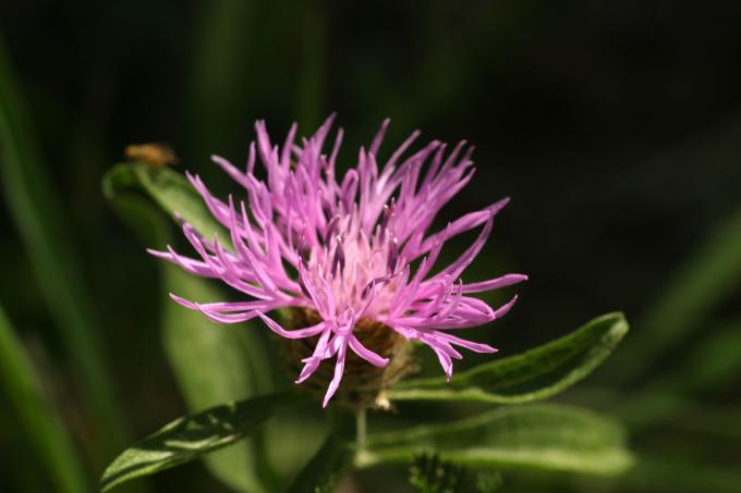 image Cártamo silvestre (Centaurea jacea)