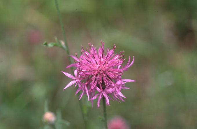 image Aciano de montaña (Centaurea montana)