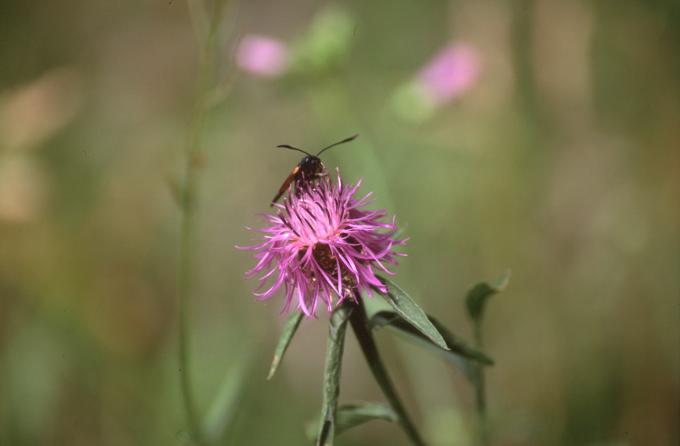 image Aciano de montaña (Centaurea montana)