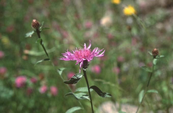 image Aciano de montaña (Centaurea montana)