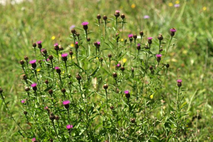 image Centaura negra (Centaurea nigra)