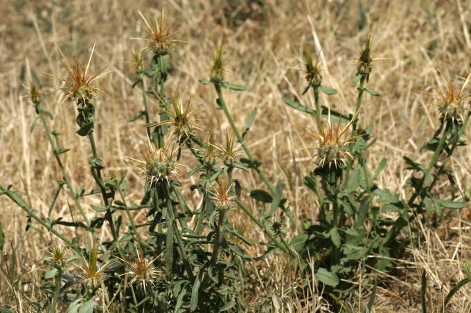 image Centaura adornada (Centaurea ornata)