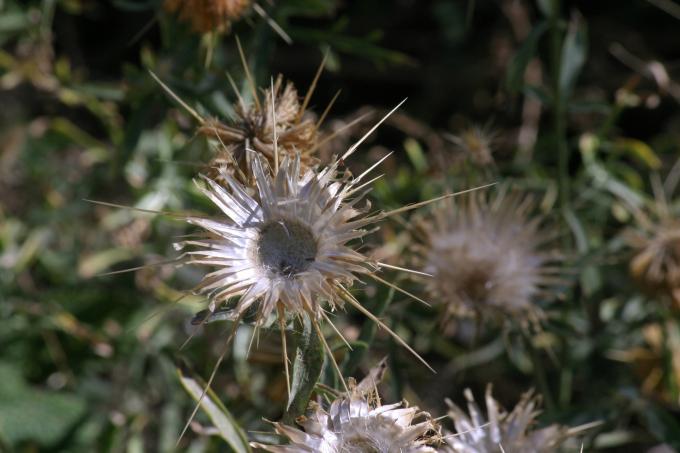 image Centaura adornada (Centaurea ornata)